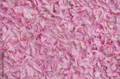 Hintergrund gefallene Kirschblütenblätter nach dem Regen © Fotoschlick