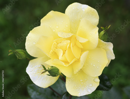Beautiful yellow rose on a background of green leaves.
