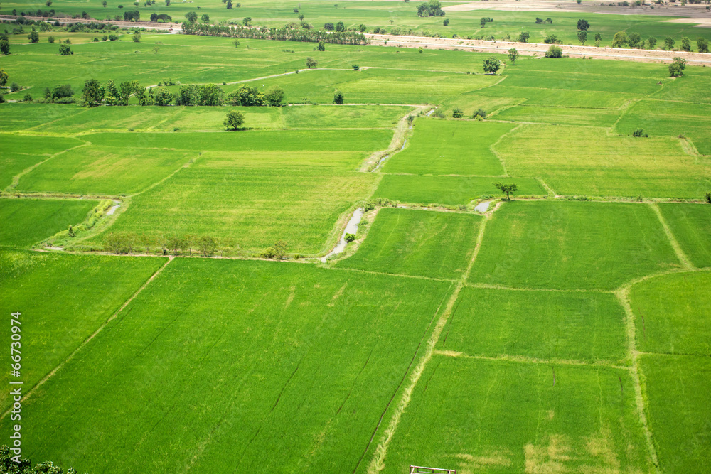 Natural rice field and blue sky at the rural of Thailand. Natural rice field and blue sky at the rural of Thailand.