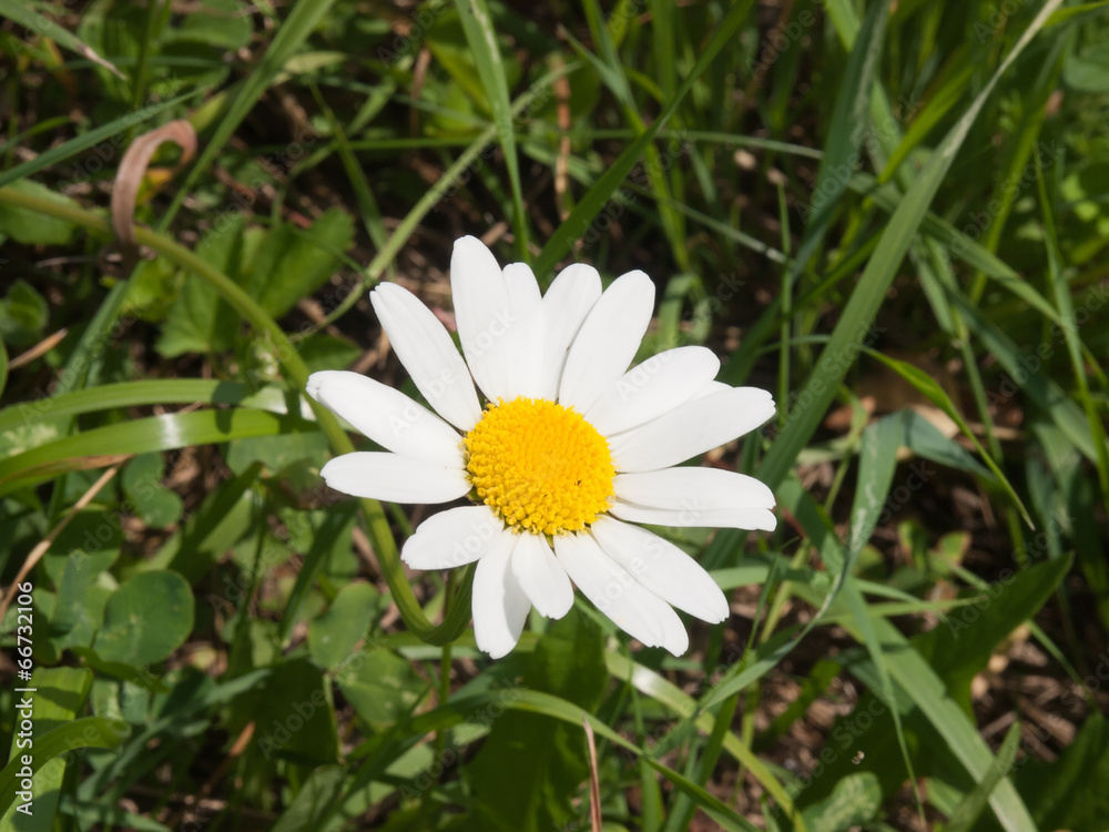 Fototapeta premium The white flower of chamomile