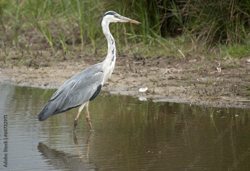 Grey Heron (Ardea cinerea) Grey Heron (Ardea cinerea)