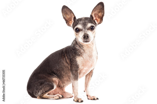 Closeup portrait of cute chihuahua dog