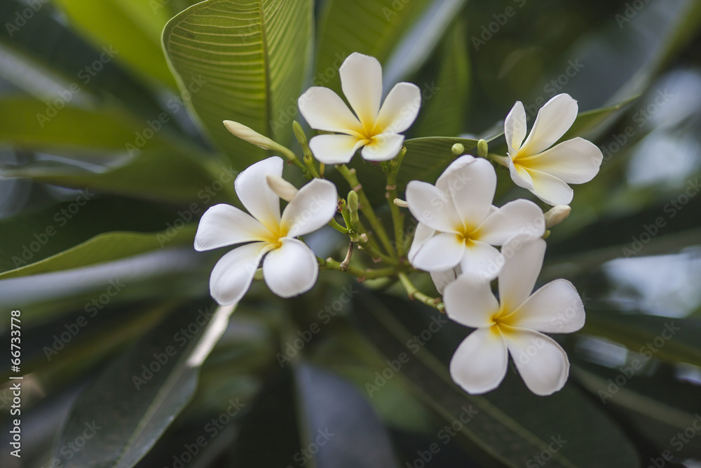 Fototapeta premium Plumeria flowers.