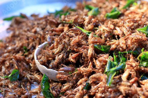 fried silk worms in the market