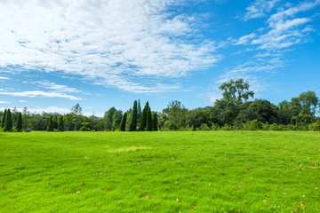 park grass in the morning