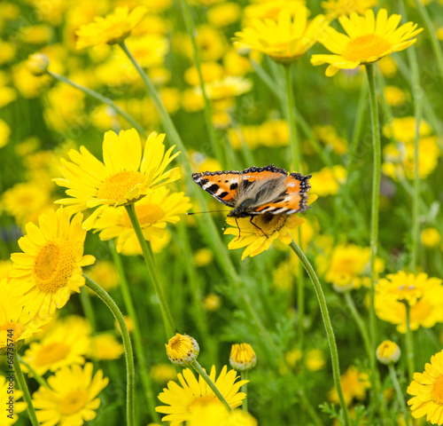 Schmetterling auf gelber Blumenwiese :)