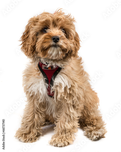 Cavapoo