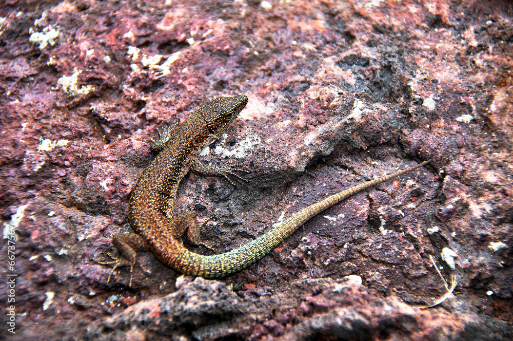 Fototapeta premium Lizard