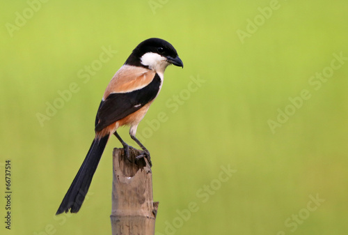 Long tailed shrike