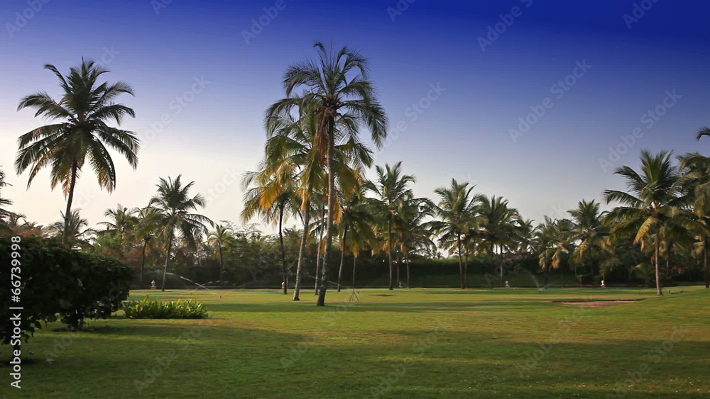 Watering of a green lawn under palm trees Watering of a green lawn under palm trees