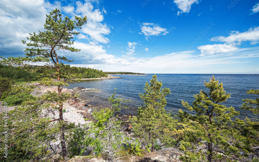 Coastline in Scandinavia trough some pine trees