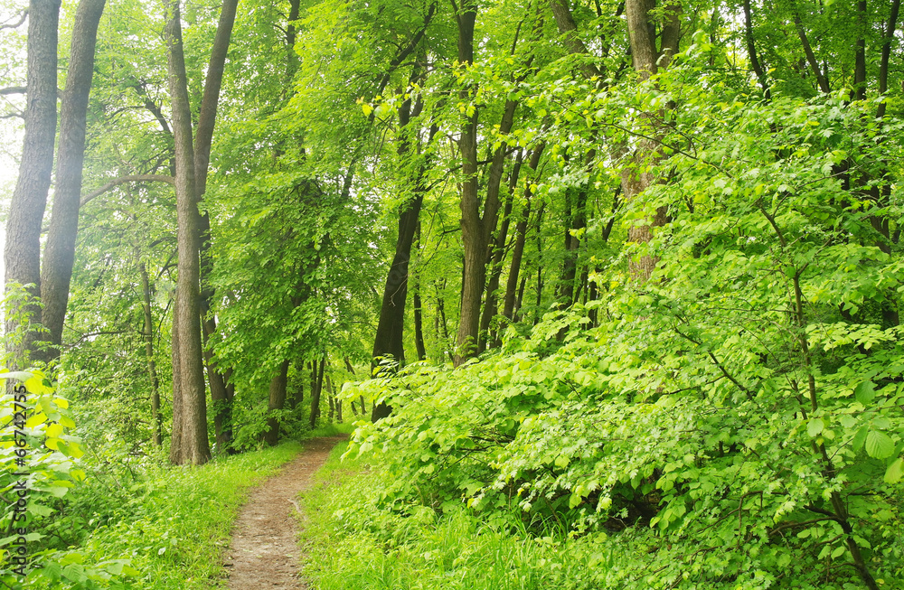 Spring Nature. Park with Green Grass and Trees. Spring Nature. Park with Green Grass and Trees.