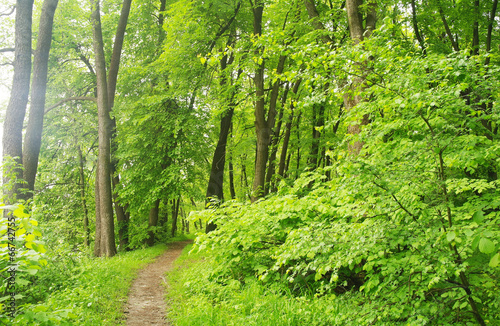 Spring Nature. Park with Green Grass and Trees.