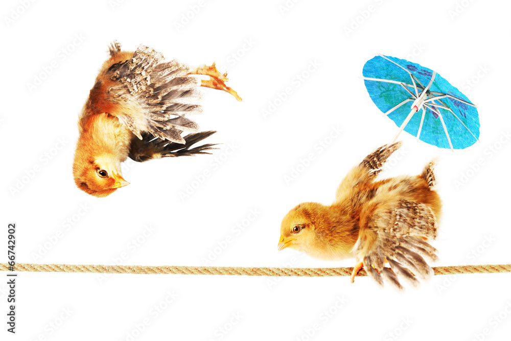 2 Chicks Dancing on a Tightrope StockFoto Adobe Stock