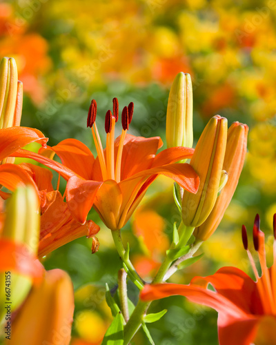Fototapeta Naklejka Na Ścianę i Meble -  Orange Lilies