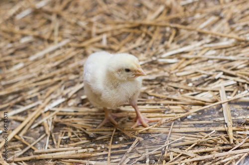 Baby chicken in a hay, closeup