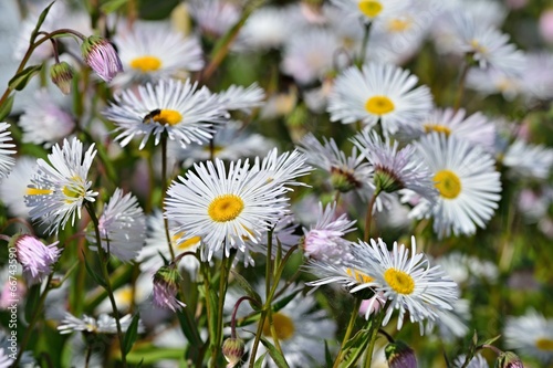 Fototapeta Naklejka Na Ścianę i Meble -  Berufkraut