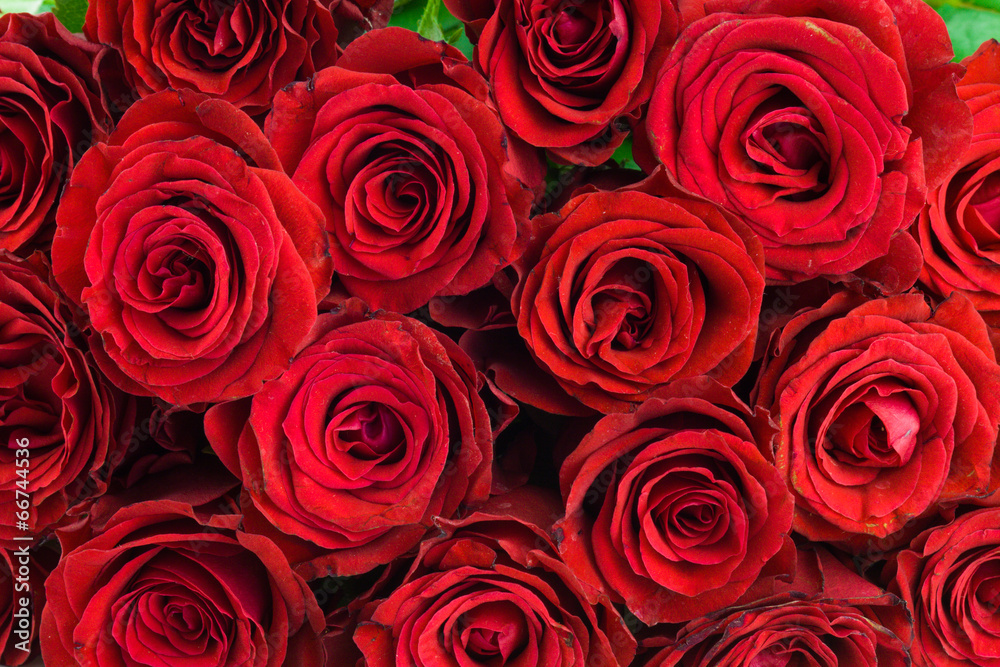 bouquet of red roses as a background bouquet of red roses as a background