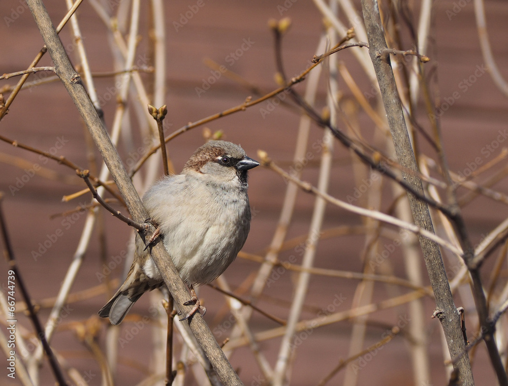 Obraz premium sparrow on branch