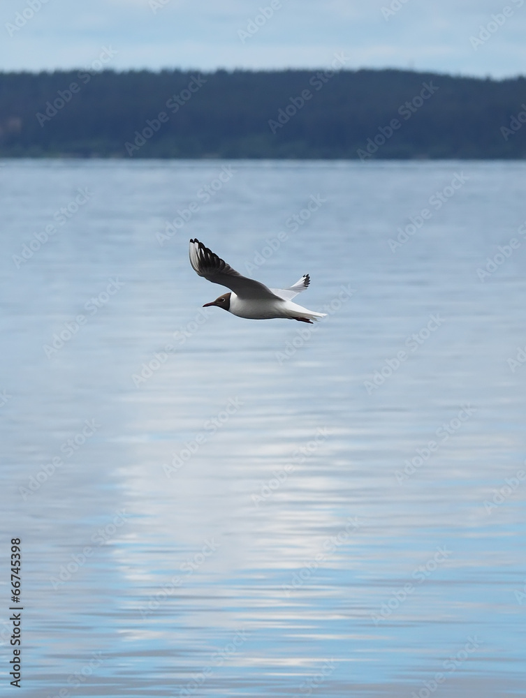 Naklejka premium seagull in flight