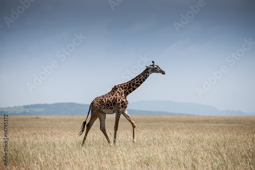 Photography giraffe