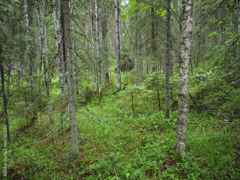 taiga forest taiga forest