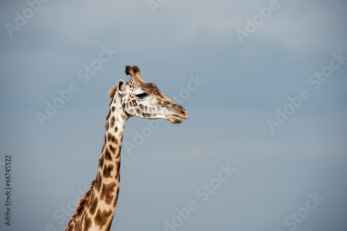 giraffe © Herbert