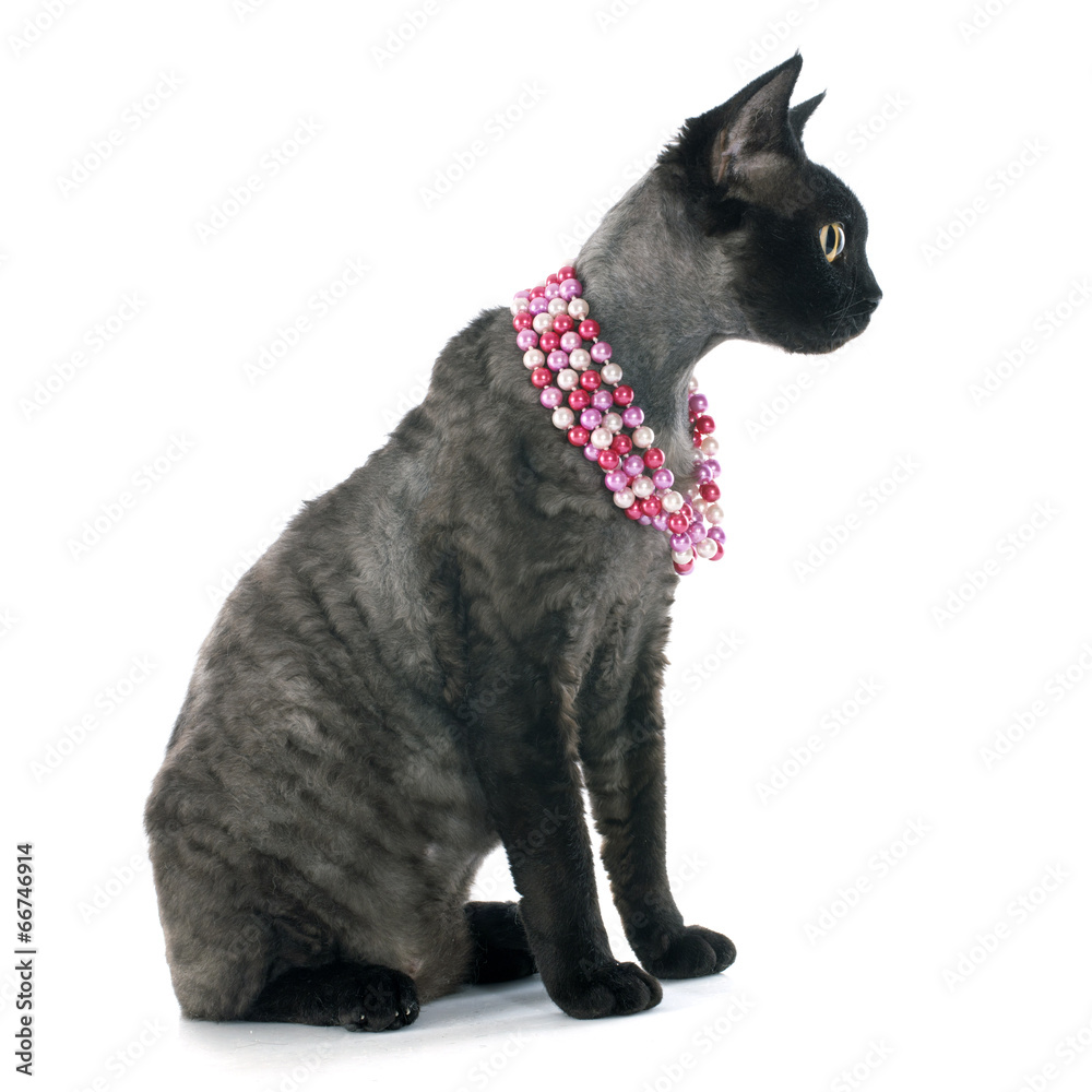 Obraz premium devon rex