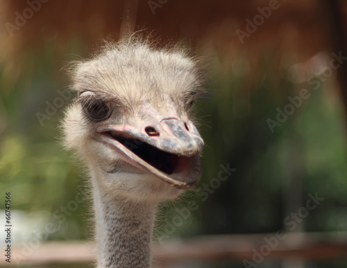 Ostrich head closeup