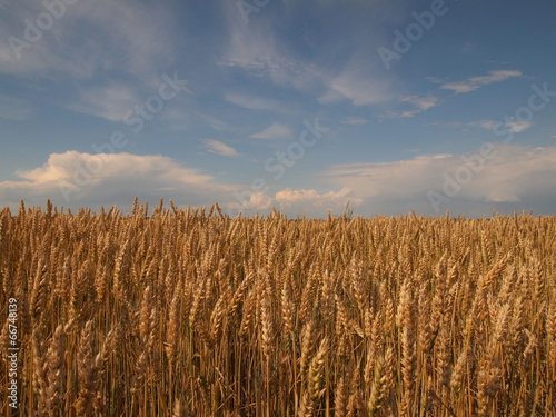 Wheat field with blue sky © masheron