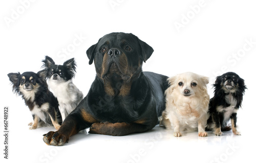 chihuahuas and rottweiler