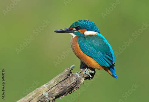 Kingfisher on a branch 6 photo