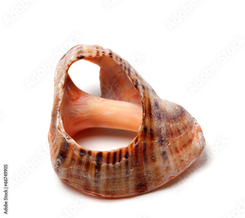 Empty broken rapana shell photo