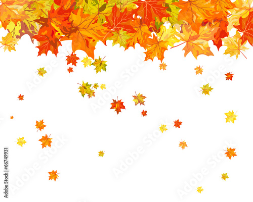 Maple background