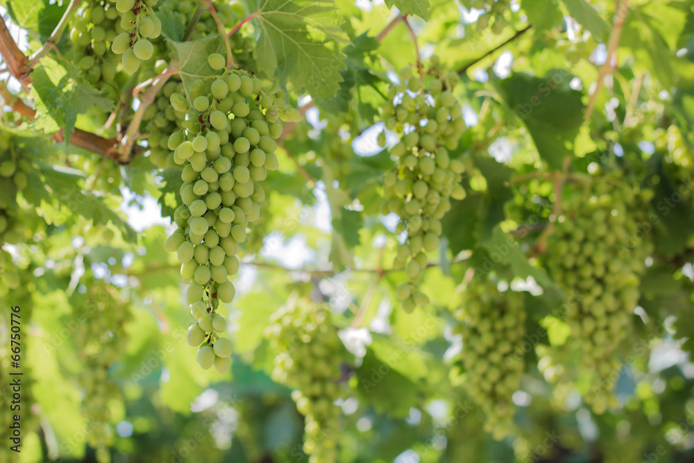 Bunch of grapes on a vine