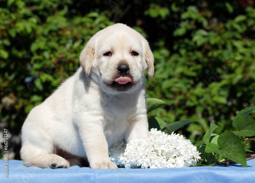 yellow labrador puppy with flowers