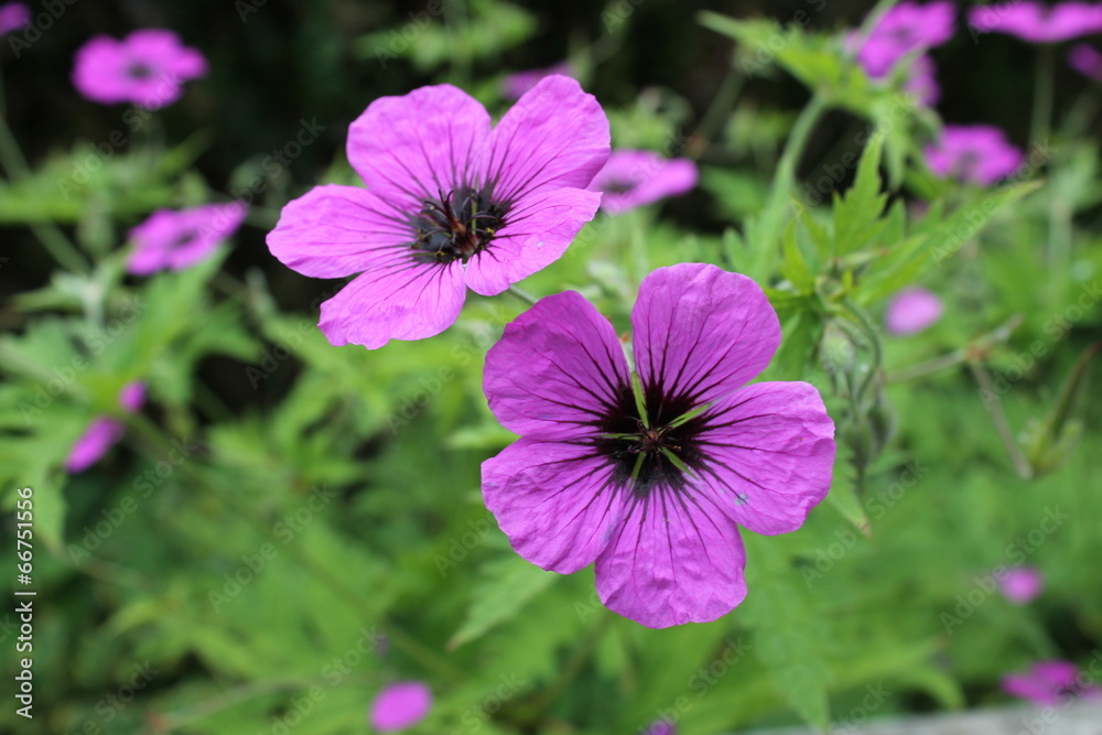 Purple geranium blossoms in garden flower bed Purple geranium blossoms in garden flower bed