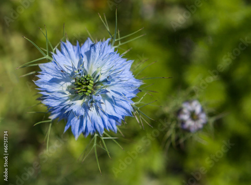 Nigelle bleue