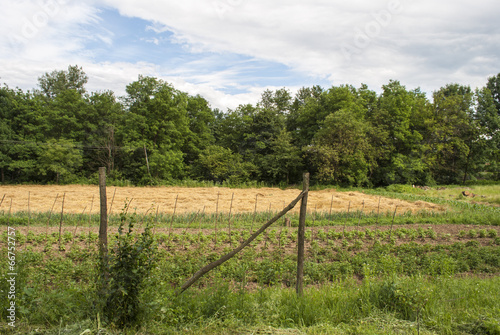 Sticks and Fields © marko