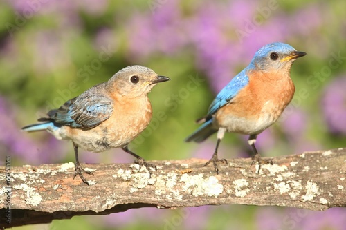 Eastern Bluebirds