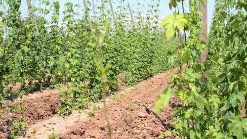 hop garden in vegetation,rack focus, photo