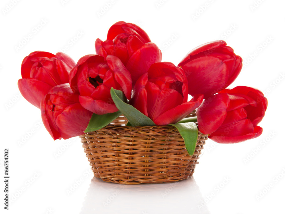 Red tulips in the wicker basket