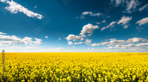 Empty canola field with cloudy sky photo