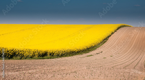 Canola field with blue sky and brown ground