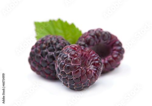 Black raspberry Cumberland
