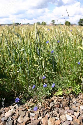 Chabry na skraju pola