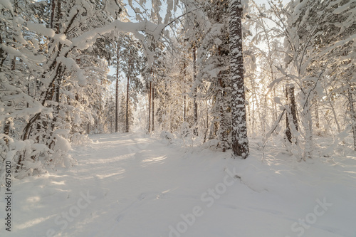 Winter wood road.