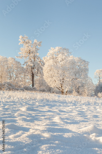 Snowy winter forest © v3