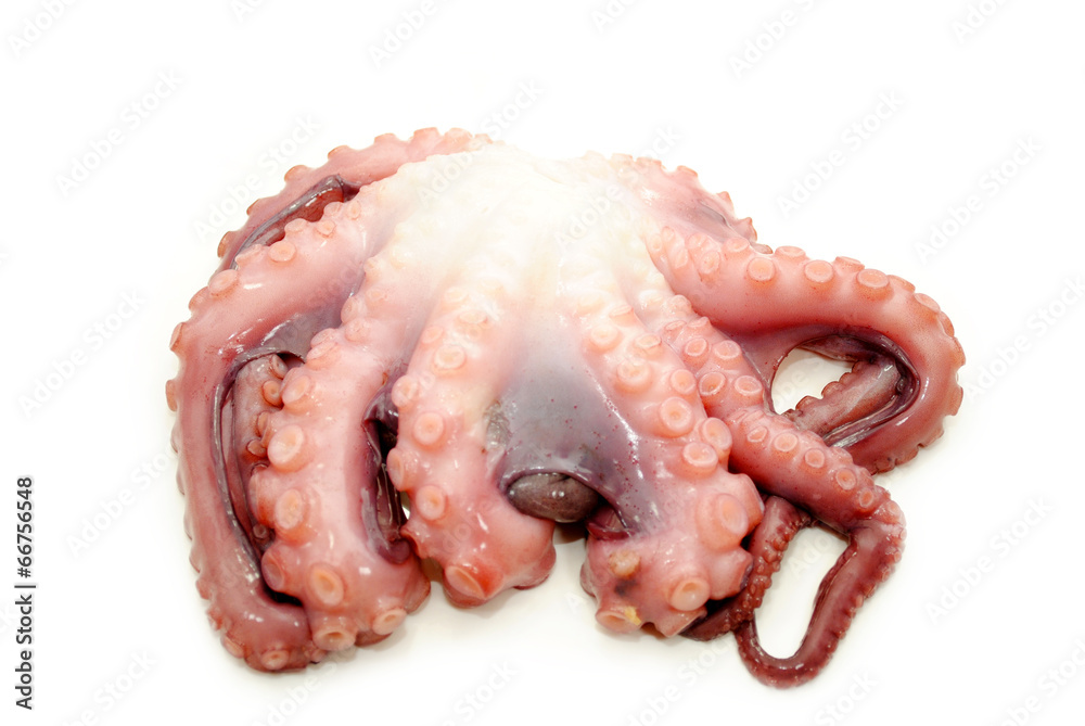 Raw Octopus Ready to be Cooked Raw Octopus Ready to be Cooked