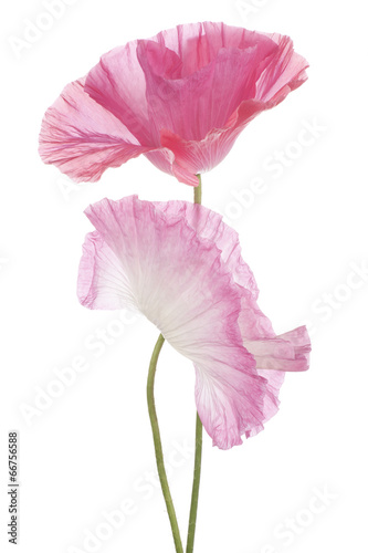 Fototapeta Naklejka Na Ścianę i Meble -  poppy